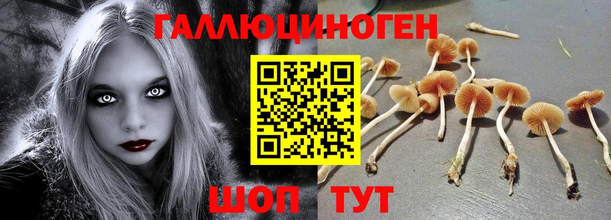 Чапаевск  Псилоцибиновые грибы Psilocybine cubensis  Псилоцибиновые грибы прущие грибы  Вход с VPN 